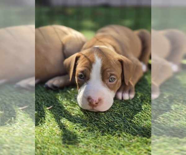 Medium Photo #1 American Pit Bull Terrier Puppy For Sale in SOUTHBOROUGH, MA, USA