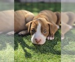 Puppy Brown Boy American Pit Bull Terrier