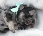 Small Photo #1 French Bulldog Puppy For Sale in PALM BAY, FL, USA