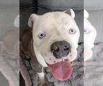 Small #2 American Pit Bull Terrier Mix