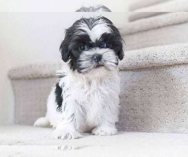 Medium Photo #1 Shih Tzu Puppy For Sale in FULLERTON, CA, USA