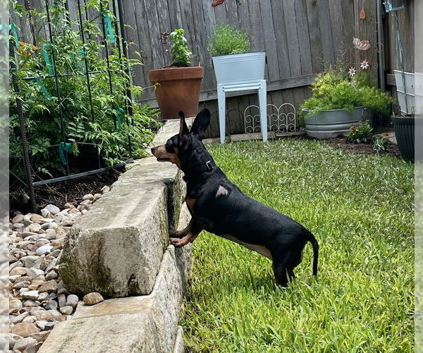 Medium Photo #56 Dachshund-Unknown Mix Puppy For Sale in San Antonio, TX, USA