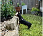 Small #55 Dachshund Mix