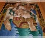 Small Photo #19 Golden Retriever Puppy For Sale in DAKOTA, MN, USA