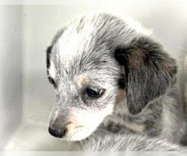 Medium Photo #1 Mutt Puppy For Sale in Houston, TX, USA