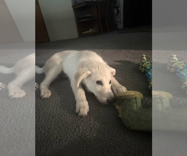 Medium Photo #10 Great Pyrenees Puppy For Sale in Dallas, TX, USA