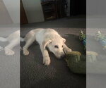 Small #9 Great Pyrenees