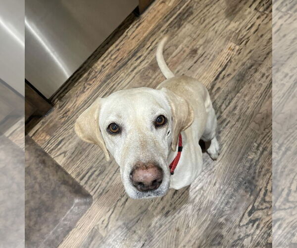 Medium Photo #2 Labrador Retriever Puppy For Sale in Fort Worth, TX, USA