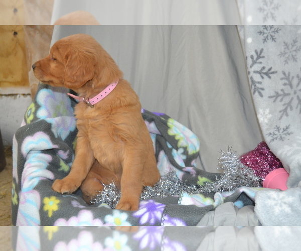 Medium Photo #30 Golden Retriever Puppy For Sale in GREENWOOD, WI, USA