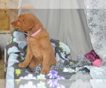 Small #3 Golden Retriever