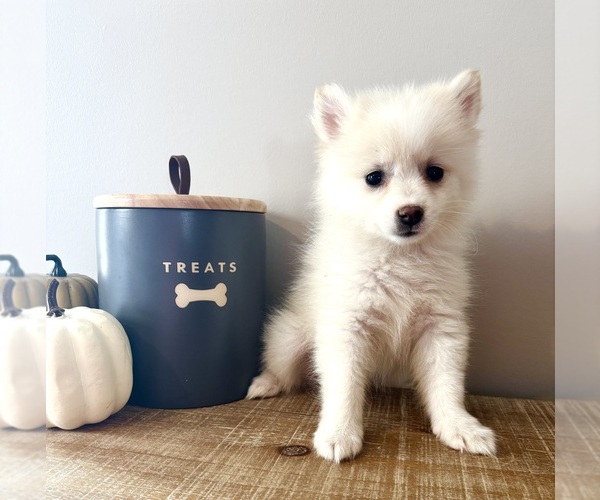 Medium Photo #2 Pomeranian Puppy For Sale in INDIANAPOLIS, IN, USA