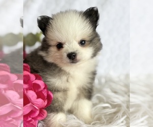 Pomeranian Puppy for sale in ROCK STREAM, NY, USA