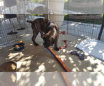 Small Photo #3 Cane Corso Puppy For Sale in LAKEVIEW, CA, USA