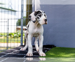 Small Photo #192 Great Dane Puppy For Sale in WAKARUSA, IN, USA