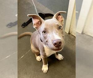 Mutt Dogs for adoption in Santa Cruz, CA, USA