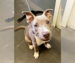 DUKE - Male Mutt Dog for Adoption - Small photo
