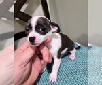 Small Photo #2 Chihuahua Puppy For Sale in STRONGSVILLE, OH, USA