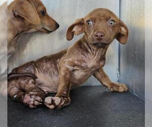 Mutt Dogs for adoption in San Antonio, TX, USA