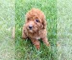 Small #5 Goldendoodle (Miniature)