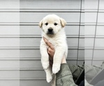Small Photo #2 Alaskan Husky-Golden Retriever Mix Puppy For Sale in PORTLAND, OR, USA