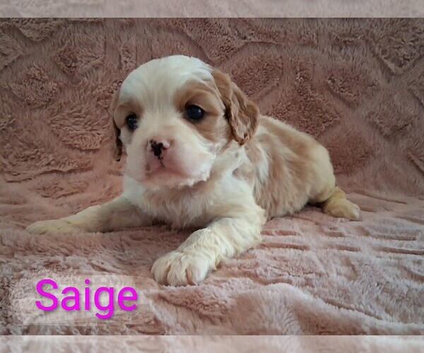 Medium Photo #12 Cavapoo (Miniature) Puppy For Sale in STANLEY, WI, USA