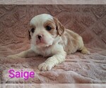 Small #11 Cavapoo (Miniature)