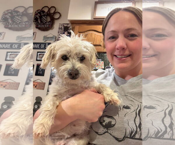 Medium Photo #3 Mutt Puppy For Sale in New London, WI, USA