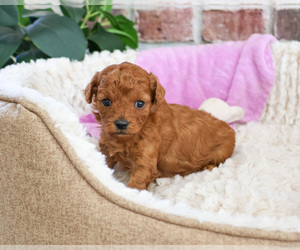 Cavapoo Puppy for sale in SYRACUSE, IN, USA