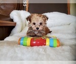 Small Photo #6 Morkie Puppy For Sale in SANTA CLARITA, CA, USA