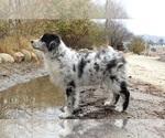 Small #1 Australian Shepherd