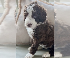 Bernedoodle Puppy for Sale in ALPINE, California USA