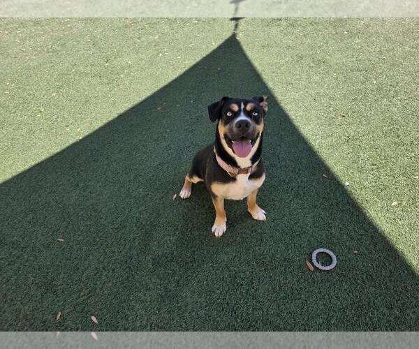 Medium Photo #4 American Staffordshire Terrier-Siberian Husky Mix Puppy For Sale in Rockwall, TX, USA