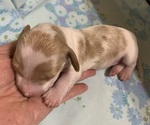 Puppy FEMALE Dachshund
