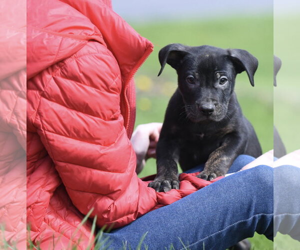 Medium Photo #5 Mutt Puppy For Sale in Mechanicsburg, PA, USA