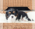 Small Photo #8 Cavalier King Charles Spaniel Puppy For Sale in HIGHLAND, UT, USA
