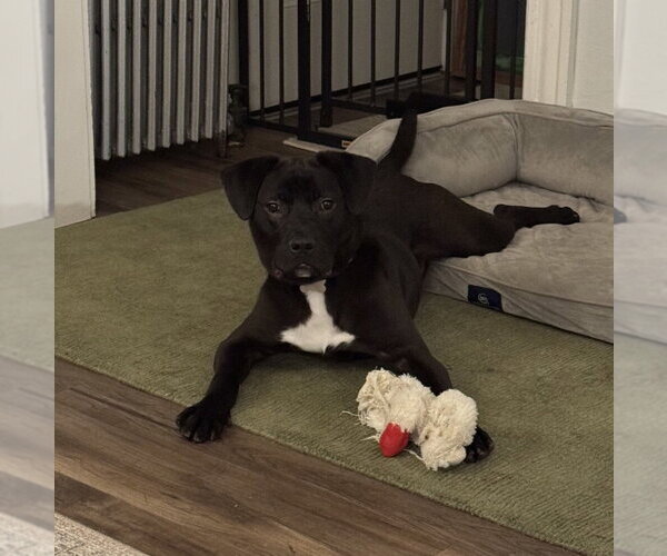 Medium Photo #12 Labrador Retriever-Unknown Mix Puppy For Sale in Boston, MA, USA