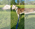 Small #25 American Pit Bull Terrier Mix