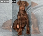Small #4 Doberman Pinscher