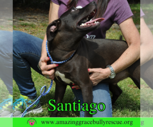 Santiago - Male Labrador Retriever-Unknown Mix Dog for Adoption - Photo #2