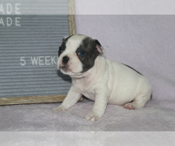 Medium Photo #3 French Bulldog Puppy For Sale in PRINCE FREDERICK, MD, USA