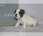 Small Photo #3 French Bulldog Puppy For Sale in PRINCE FREDERICK, MD, USA