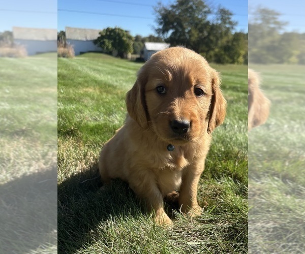 Medium Photo #9 Golden Retriever Puppy For Sale in FREDERICKSBG, OH, USA