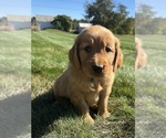 Small #8 Golden Retriever
