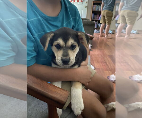 Medium Photo #1 Chihuahua-Unknown Mix Puppy For Sale in Princeton, MN, USA