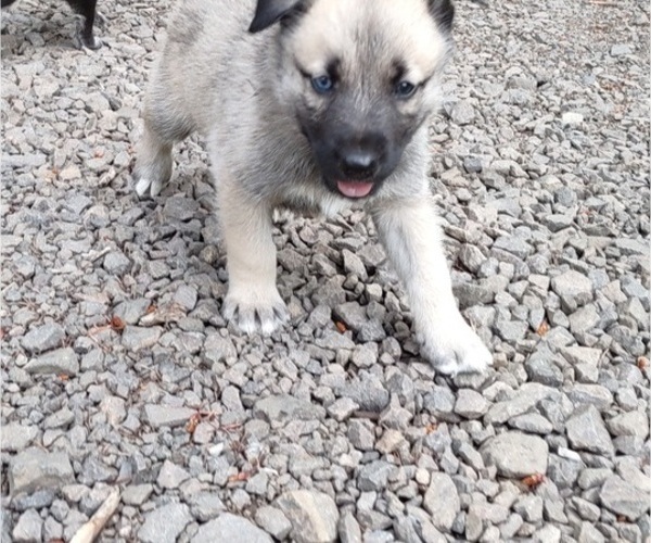 Medium Photo #4 German Shepherd Dog-Siberian Husky Mix Puppy For Sale in CENTRAL POINT, OR, USA