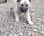 Small Photo #4 German Shepherd Dog-Siberian Husky Mix Puppy For Sale in CENTRAL POINT, OR, USA