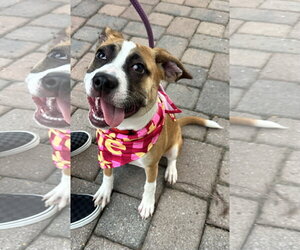 Mutt Dogs for adoption in Germantown, OH, USA