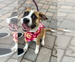 Rhoda - Female Mutt Dog for Adoption - Small photo