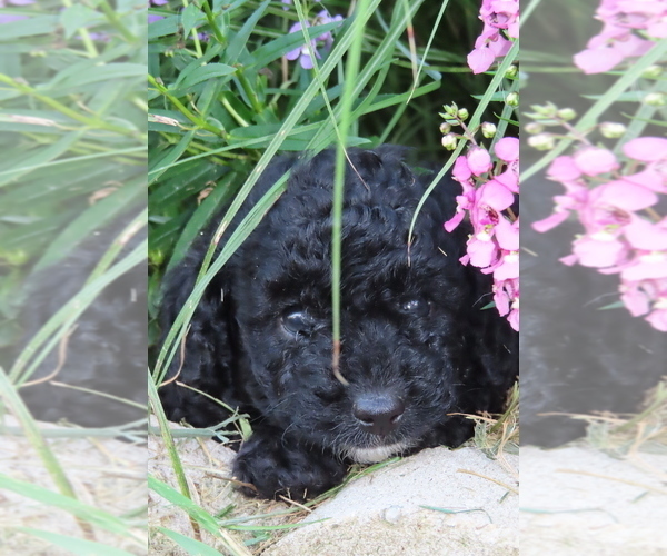 Medium Photo #7 Poodle (Miniature) Puppy For Sale in MEMPHIS, MO, USA