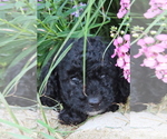 Small Photo #7 Poodle (Miniature) Puppy For Sale in MEMPHIS, MO, USA